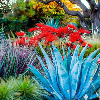 Pasadena Sustainable Planting | Vouzzy